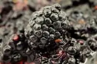 Соус из ежевики и неспелого винограда