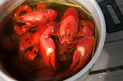 Вареные раки по польски