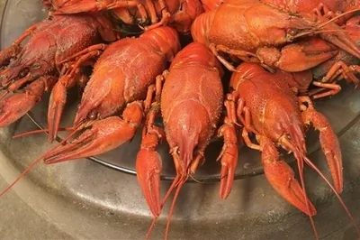 Раки, сваренные в пиве