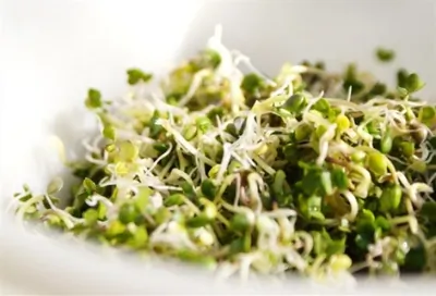 Салат из чечевичных проростков