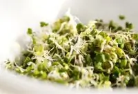 Салат из чечевичных проростков