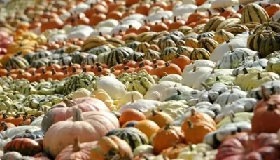 Тыквенный суп-пюре на овощном бульоне с карри