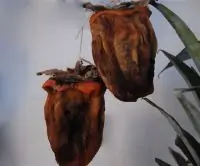 Вот что получилось из нашего рецепта - фото 2