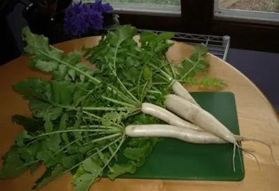 Салат из дайкона с кунжутными семечками