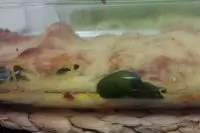 Вот что получилось из нашего рецепта - фото 4