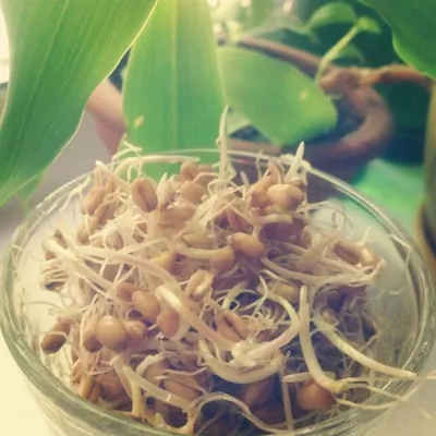 Напиток из проростков пшеницы (Реджвелак)