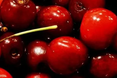 Диетическая творожная запеканка с вишней