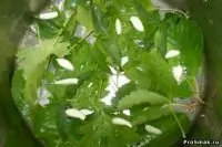 Вот что получилось из нашего рецепта - фото 2