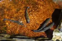 Вот что получилось из нашего рецепта - фото 1