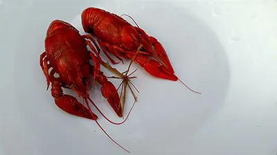 Раки сливочные