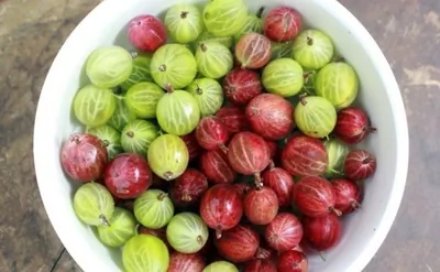 Компот из крыжовника и яблок