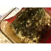 Лобань духовая с зеленью