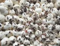 Классический баноффи пай (Banoffee pie)