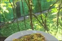 Кабачковые оладьи со шпинатом