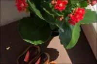 Мини-эклеры с кофейно-ликерным кремом