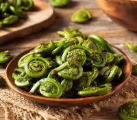 Камчатский папоротник