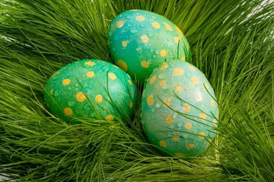 Яйца в горошек