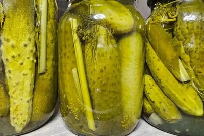 Огурцы, маринованные с листьями дуба и смородины