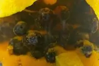 Моченый виноград по-кубански