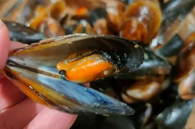 Мидии, жаренные на огне